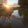 Photo of Merced Dog Park