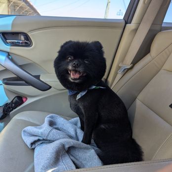Paws Kountry - Smokey is so handsome . thank you for taking care of my pup. - Pet Groomers Near Me - Smiths Station, Alabama Paws Kountry - Smokey is so handsome . thank you for taking care of my pup. - Pet Groomers Near Me - Smiths Station, Alabama