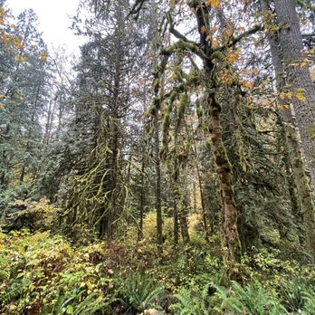 Cherry Creek Falls Trail - Trees - Hiking Near Me - Duvall, Washington