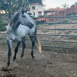 City Stables - Playing in one of the round pens.