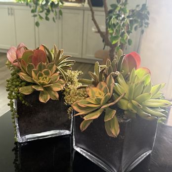 Star Succulent Nursery - Succulents - Nurseries & Gardening Near Me - Lodi, California Star Succulent Nursery - Succulents - Nurseries & Gardening Near Me - Lodi, California