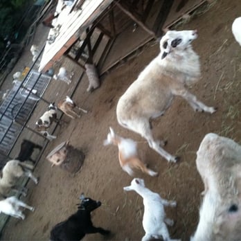 Animal Farm - Animal Shelters Near Me - Waimanalo, Hawaii