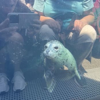 Seattle Aquarium - Aquariums Near Me - Seattle, Washington Seattle Aquarium - Aquariums Near Me - Seattle, Washington