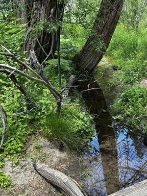 Kings Canyon National Park by null