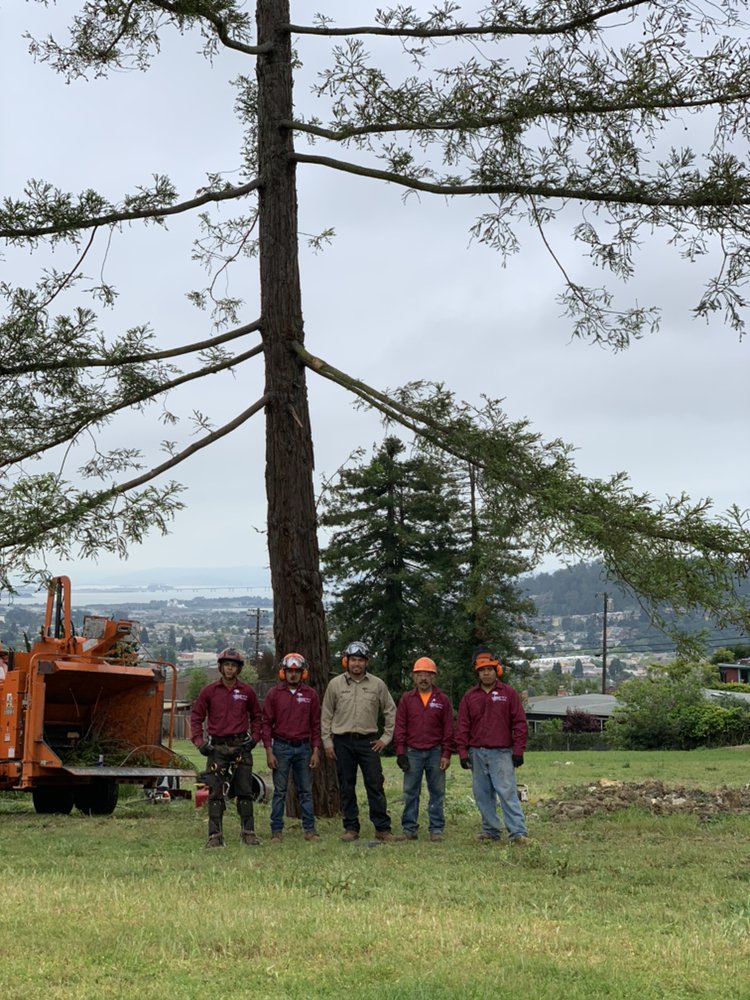 JULIAN TREE CARE - 88 Photos & 41 Reviews - Tree Services - 561 Juliga