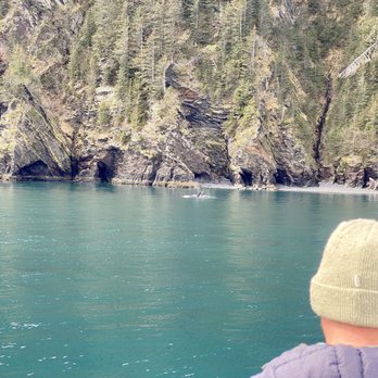 Major Marine Tours - Orca - Boating Near Me - Seward, Alaska