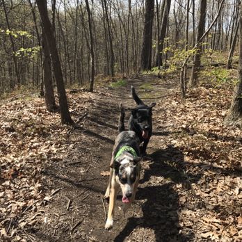 K9 Hiking - Sammy and Winston. - Dog Walkers Near Me K9 Hiking - Sammy and Winston. - Dog Walkers Near Me