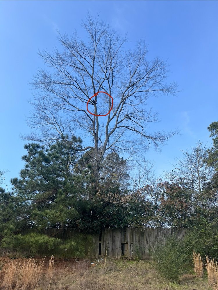 Slide of Luis Luna Tree & Roofing Service