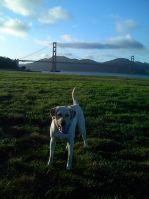Crissy Field Center by null