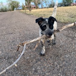 Western Trails - Healthy puppy running with stick