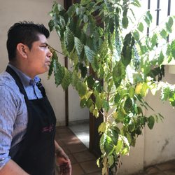 Café Cafetal - This is a coffee plant...