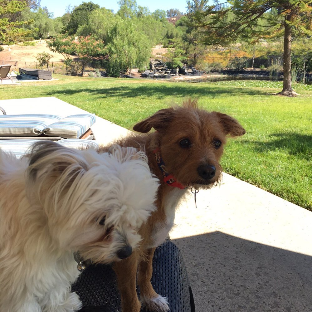 Sam I. The rear and little Bella. Sam I. The rear and little Bella.