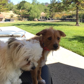 Great Oak Kennels - Sam I. The rear and little Bella. - Pet Groomers Near Me - Temecula, California
