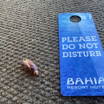Bahia Resort Hotel - Senor cucaracha! - San Diego, CA