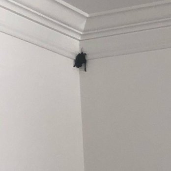 Wando Wildlife Removal - Pest Control Near Me Wando Wildlife Removal - Pest Control Near Me