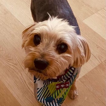 Standiford Veterinary Center - My good boy Gizmo - Veterinarians Near Me - Modesto, California