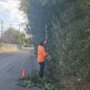 Photo of Pedro Lopez Tree Services