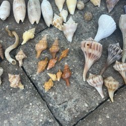 Reel Kind Fishing and Shelling - More of our collection.