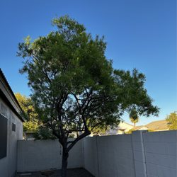Trees For Needs