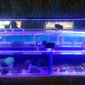 A Tropical Reef - Local Fish Stores Near Me - Seminole, Florida A Tropical Reef - Local Fish Stores Near Me - Seminole, Florida