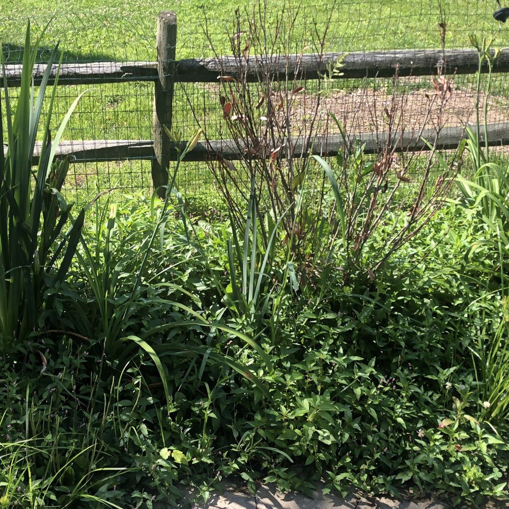 Village Gardens - Dead schip laurel and weeds - Nurseries & Gardening Near Me - Westminster, Maryland