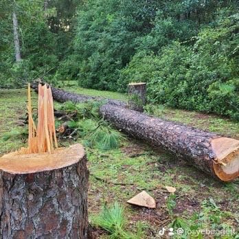 Gene Rivers Tree Service - Tree Services Near Me - Whistler, Alabama Gene Rivers Tree Service - Tree Services Near Me - Whistler, Alabama