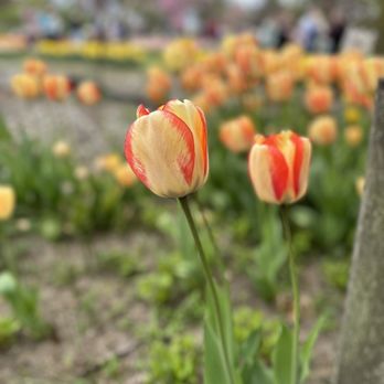 Veldheer's - Nurseries & Gardening Near Me - Holland, Michigan