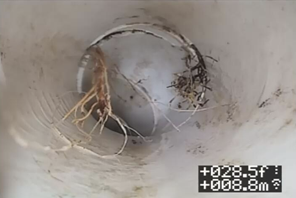 Slide of Rapid Flush