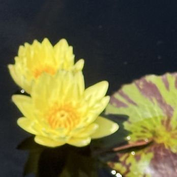 Chicago Botanic Garden - Gorgeous! - Botanical Gardens Near Me - Glencoe, Illinois
