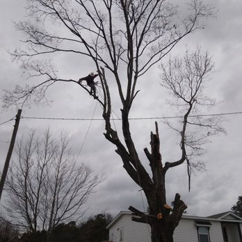 Total Tree Service - Removing a large maple tree - Tree Services Near Me - Knoxville, Tennessee Total Tree Service - Removing a large maple tree - Tree Services Near Me - Knoxville, Tennessee