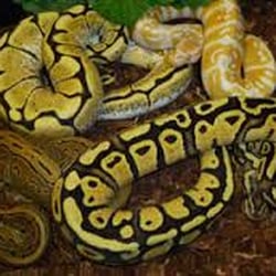 Wet Pet & Reptile Center