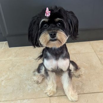 Bayview Veterinary Center - This is Izzy and she loves Dr. Marco and Brigg. - Veterinarians Near Me - San Diego, California Bayview Veterinary Center - This is Izzy and she loves Dr. Marco and Brigg. - Veterinarians Near Me - San Diego, California