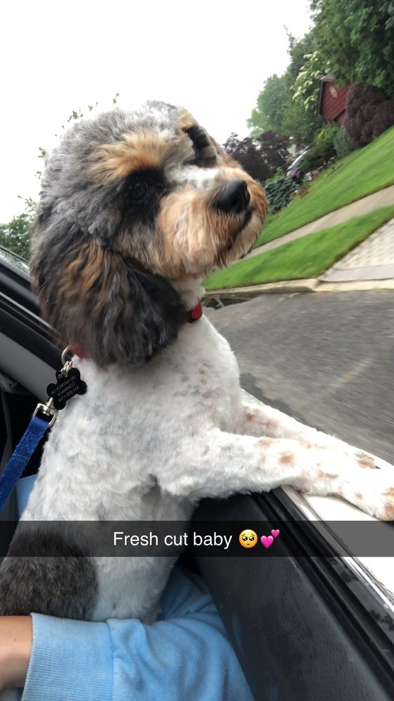 RUFF’S MANOR PET BOUTIQUE Updated October 2024 12 Reviews 137