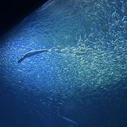 Sardines Sardines