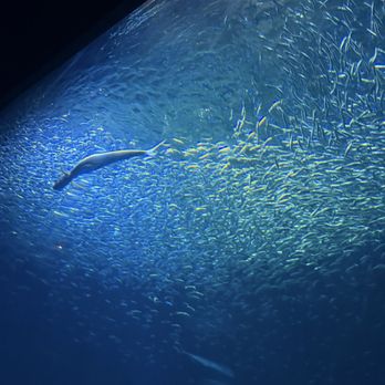 Monterey Bay Aquarium - Sardines - Aquariums Near Me - Monterey, California Monterey Bay Aquarium - Sardines - Aquariums Near Me - Monterey, California