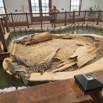Gator Chateau - Amusement Parks Near Me - Jennings, Louisiana Gator Chateau - Amusement Parks Near Me - Jennings, Louisiana