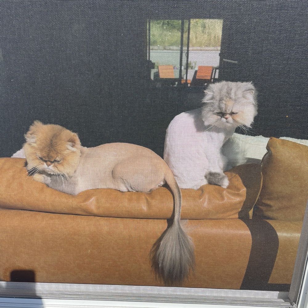 Lion cuts for all Lion cuts for all