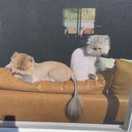 Lion cuts for all Lion cuts for all