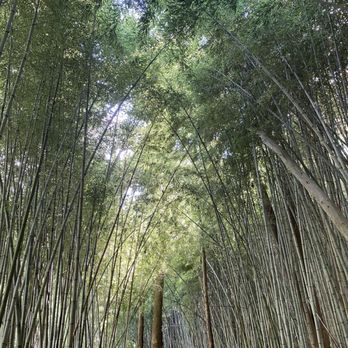 Wilderness Park And Bamboo Forest - Parks Near Me - Prattville, Alabama