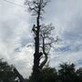 Photo of Timberline Tree Care