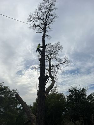 Timberline Tree Care on Yelp
