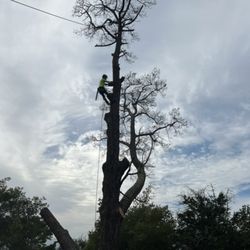 Timberline Tree Care - Dead pine tree removal