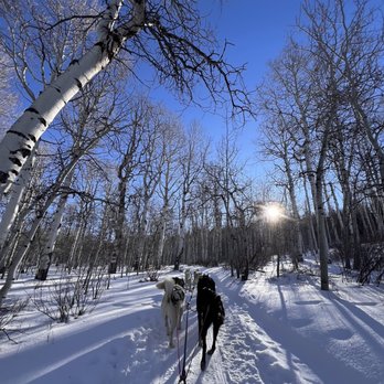 Bear Ridge Adventures - Dogs pulling us through the beautiful scenery - Sledding Near Me - Coalville, Utah
