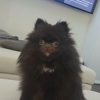 Allie & Paws - Before I took my Pomeranian for a cut. I asked for a trim not to cut all her hair off. - Pet Groomers Near Me - Downey, California