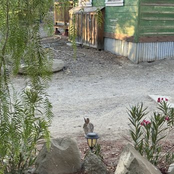 Mercey Hot Springs - Bunny - Resorts Near Me - Firebaugh, California