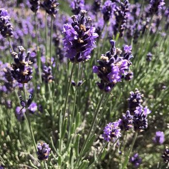 Goodwin Creek Gardens - Bees love lavender! - Nurseries & Gardening Near Me - Williams, Oregon Goodwin Creek Gardens - Bees love lavender! - Nurseries & Gardening Near Me - Williams, Oregon
