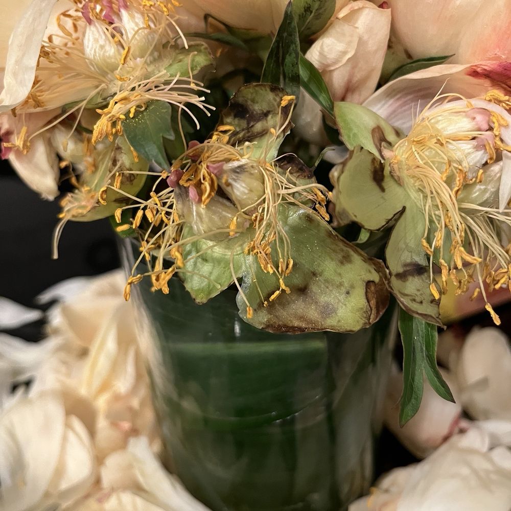 Casey's Flower Studio - These are flowers from 6:52pm and why they looked like after 12 hours after - Florists Near Me - New York, New York Casey's Flower Studio - These are flowers from 6:52pm and why they looked like after 12 hours after - Florists Near Me - New York, New York