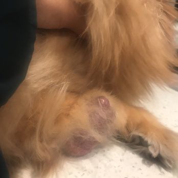 Hospivet - Horrible growth, turned out to be cancerous. - Veterinarians Near Me - Tijuana, BCN Hospivet - Horrible growth, turned out to be cancerous. - Veterinarians Near Me - Tijuana, BCN
