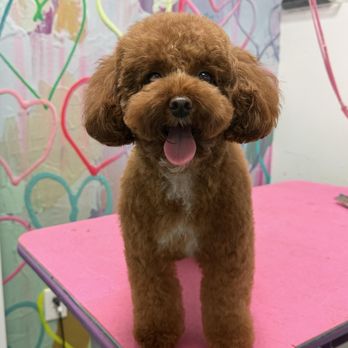 Jazzy Pawz - Luna - Pet Groomers Near Me - Atlanta, Georgia Jazzy Pawz - Luna - Pet Groomers Near Me - Atlanta, Georgia