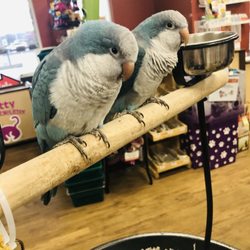 Petland Grove City